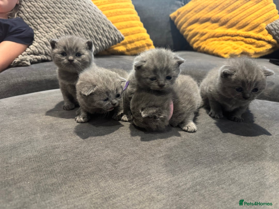 British Shorthair cats for sale: British short hair kittens  - Image 2