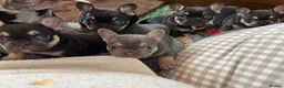 French Bulldog dogs for sale: French Bulldog puppies  - Advert 1