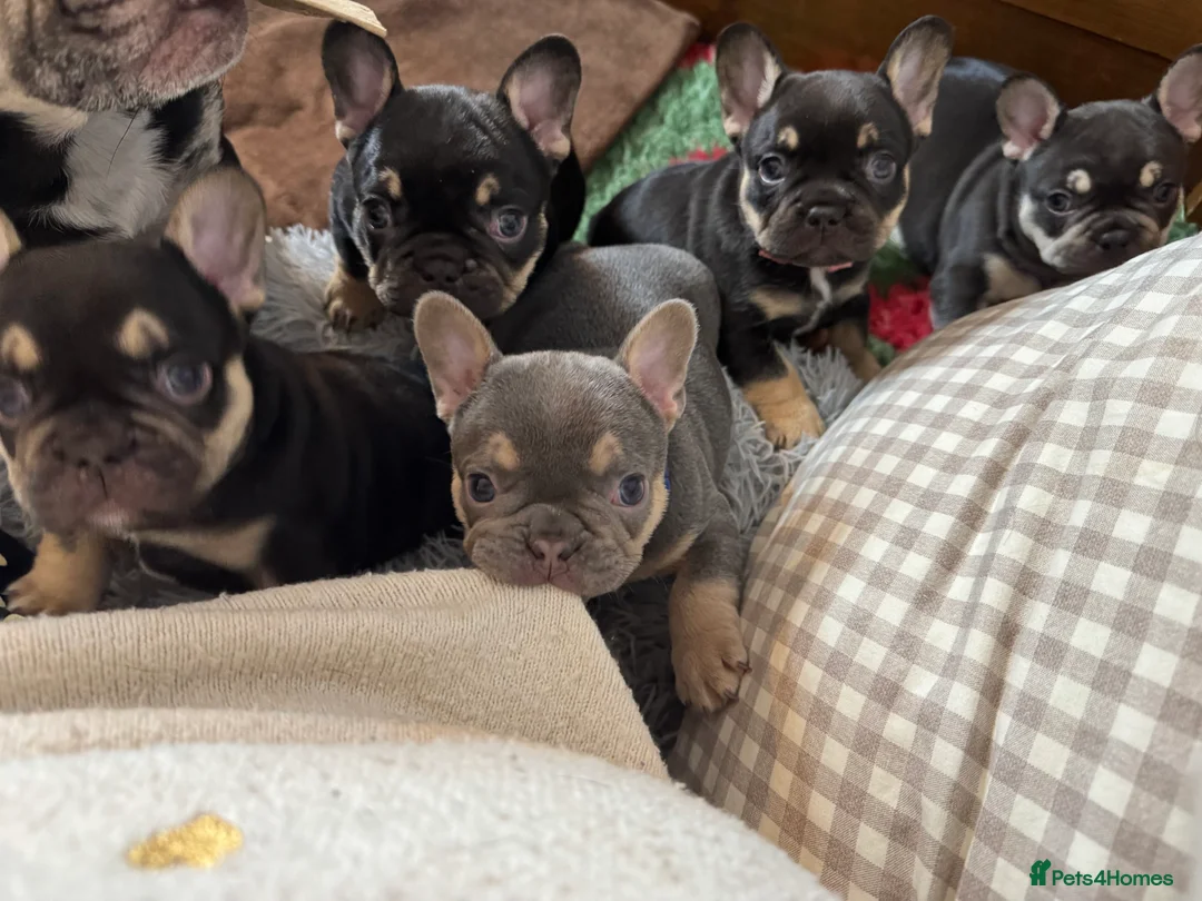 French Bulldog dogs for sale: French Bulldog puppies  - Advert 1