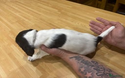 English Springer Spaniel dogs for sale: 🐾 Pedigree English Springer Spaniel Puppies 🐾 - Image 10