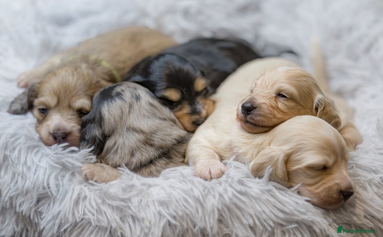 Miniature Dachshund dogs - Advert 1