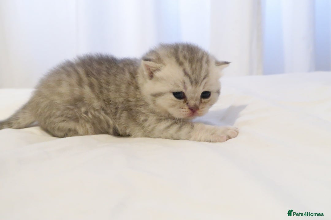 British Shorthair cats for sale: 2 left -GCCF Registered British Shorthair Kittens  - Advert 33