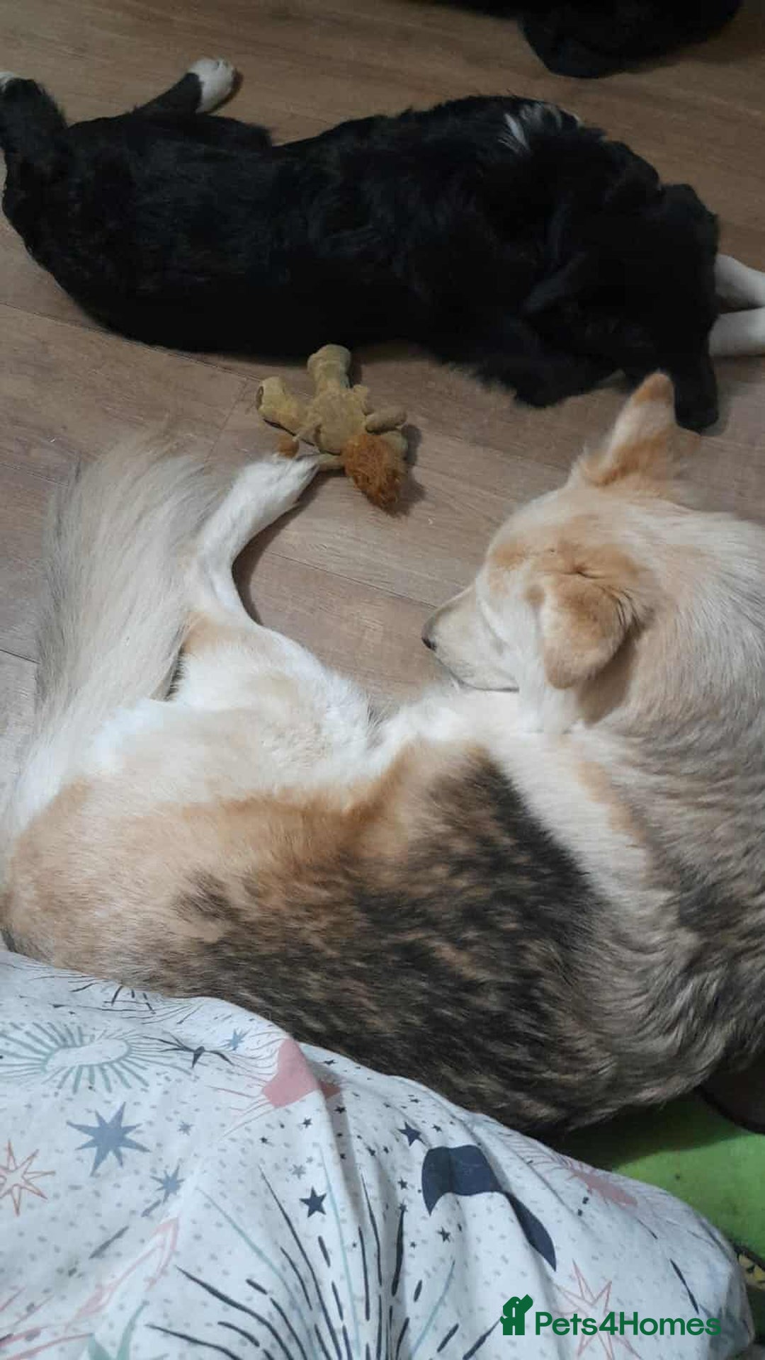 Mixed Breed dogs for adoption: PENNY - Advert 3