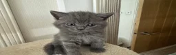 British Shorthair cats for sale: *READY NOW* Beautiful BSH Blue Boy – GCCF Reg - Advert 22