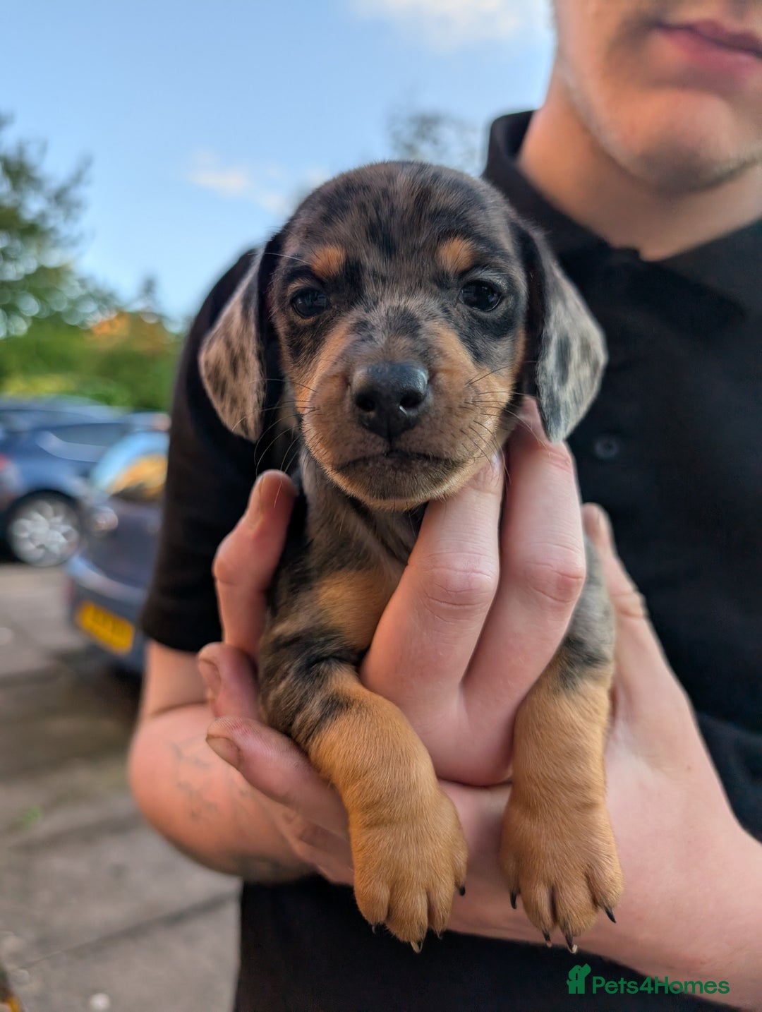 Dachshund dogs for sale: Daschund Puppies for sale  - Image 2