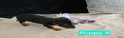 Jackshund dogs for sale: DachshundxJack Russell Puppies  in Martock - Advert 11