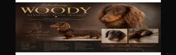 Miniature Dachshund dogs for sale: Beautiful Miniature dachshund puppies - Advert 13