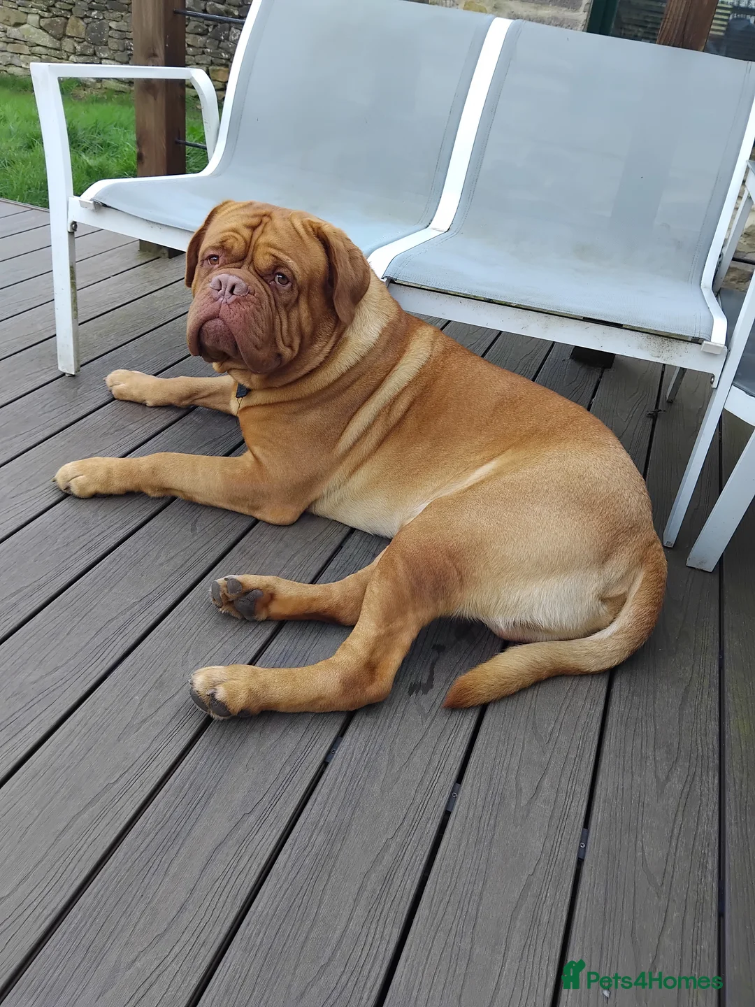 Dogue De Bordeaux dogs for sale: Thanos-3yr old, un-cut male dogue de bordeaux  - Advert 2