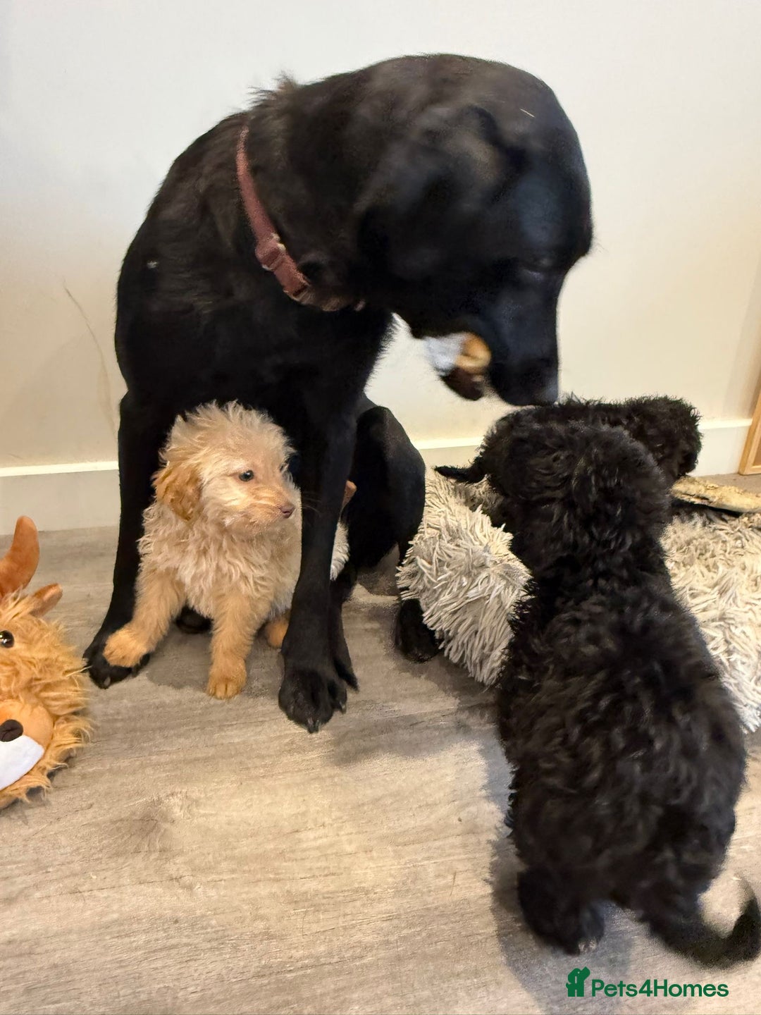 Labrador Retriever dogs for sale: Ready now labradoodles  - Image 8