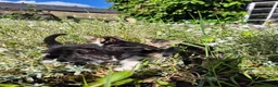Mixed Breed cats for sale: TABBY KITTENS - READY NOW - Advert 7
