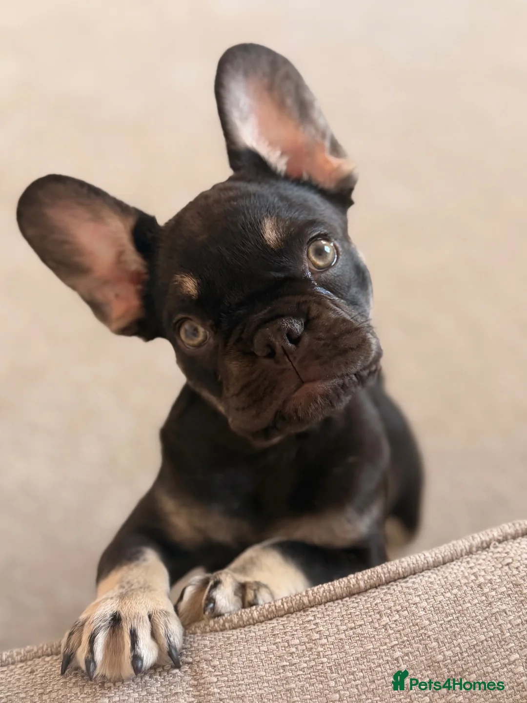 French Bulldog dogs for sale: Black & tan French bulldog  - Advert 1