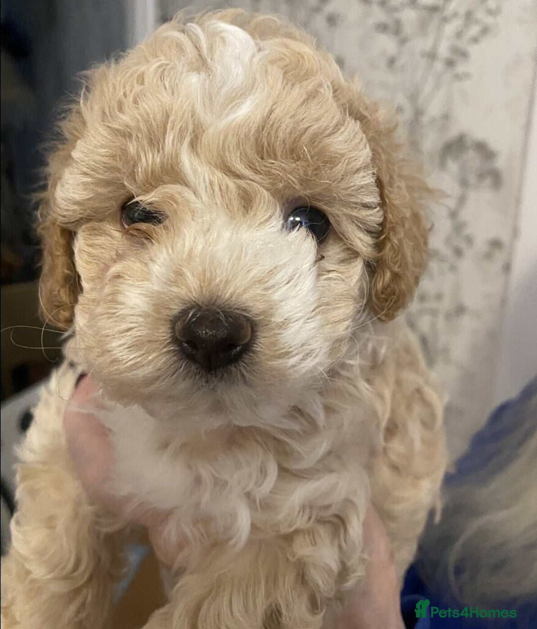 Maltipoo dogs for sale: Energetic F1 Multi poo puppies - Advert 2
