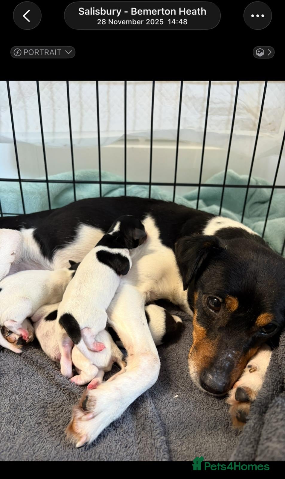 Jack Russell dogs Jack russell puppy - Advert 1