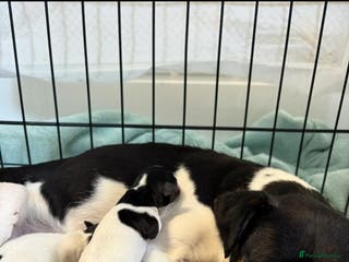 Jack Russell dogs Jack russell puppy - Advert 1