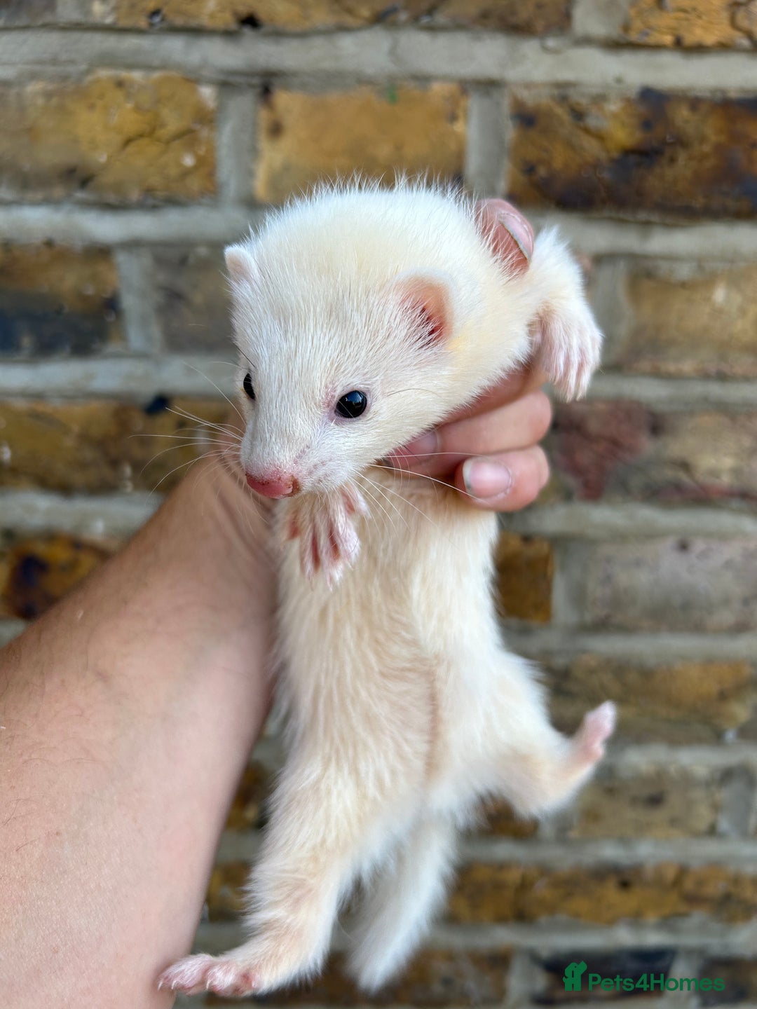 Ferret rodents for sale: Ferret kits  - Image 4