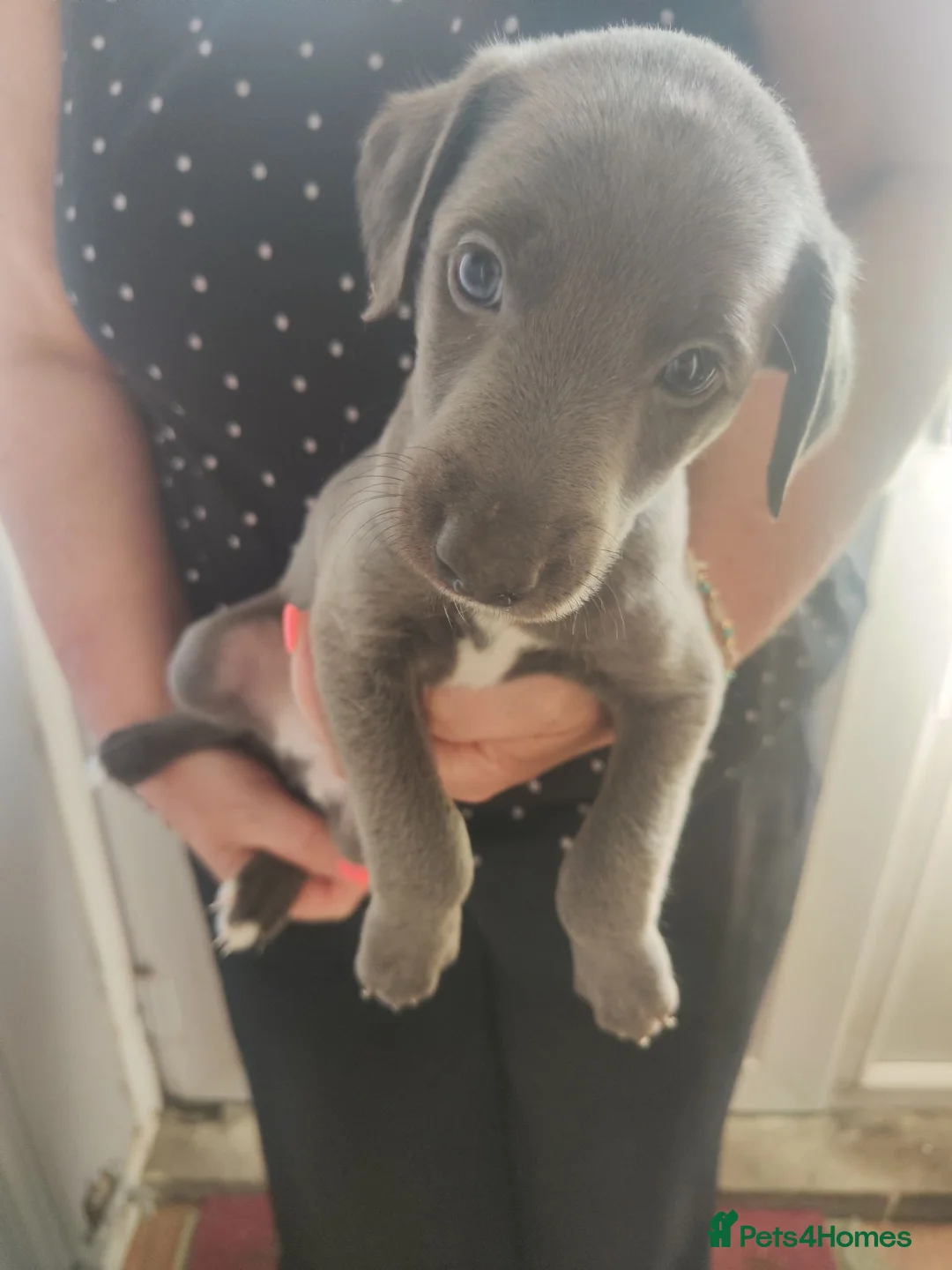 Mixed Breed dogs for sale: Bedlington whippet puppies. in Winchester - Advert 2