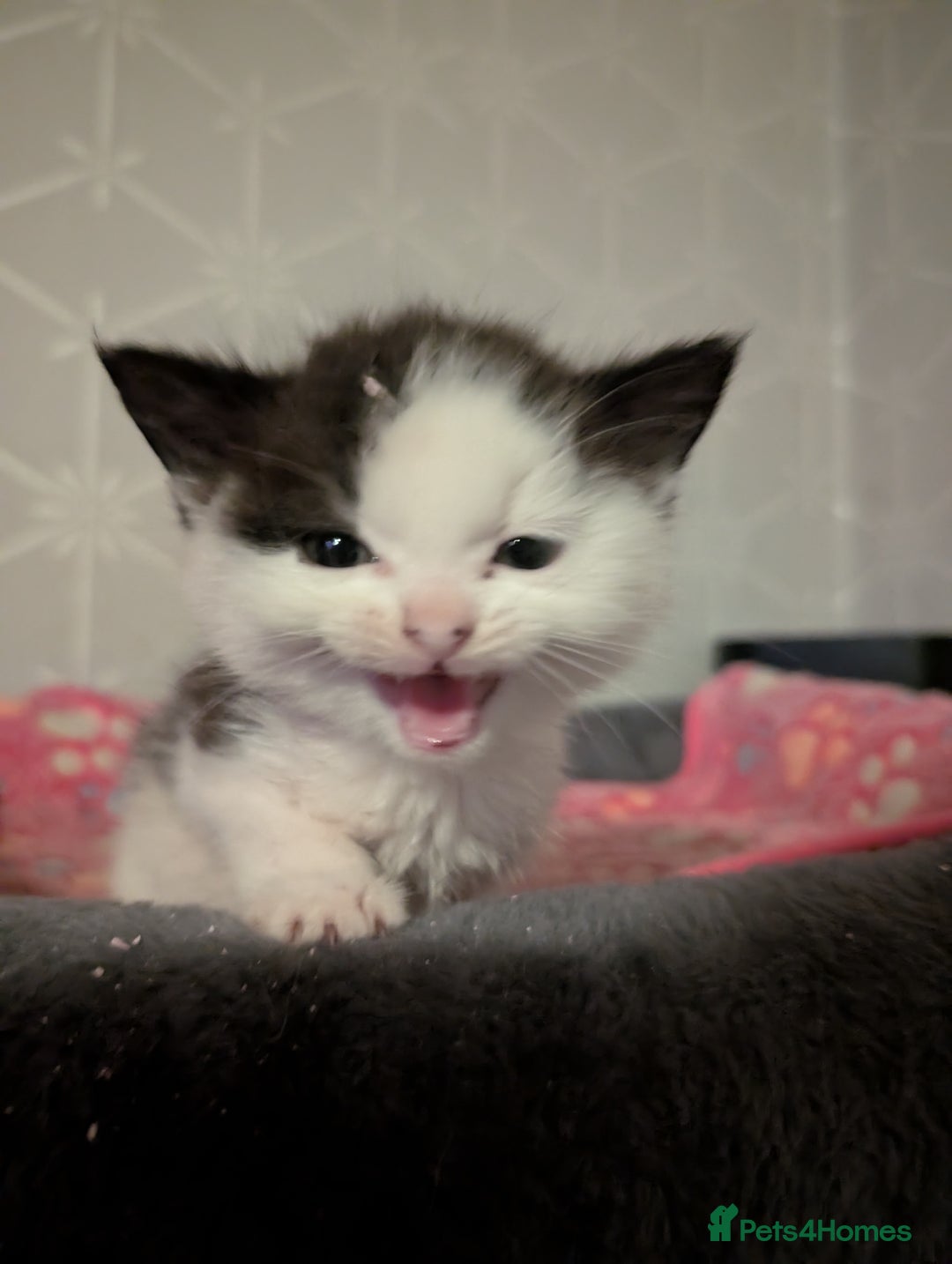 Maine Coon cats for sale: Maine coone Cross READY TO LEAVE IMMEDIATELY  - Advert 7