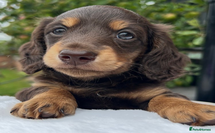 Miniature Dachshund dogs - Advert 9