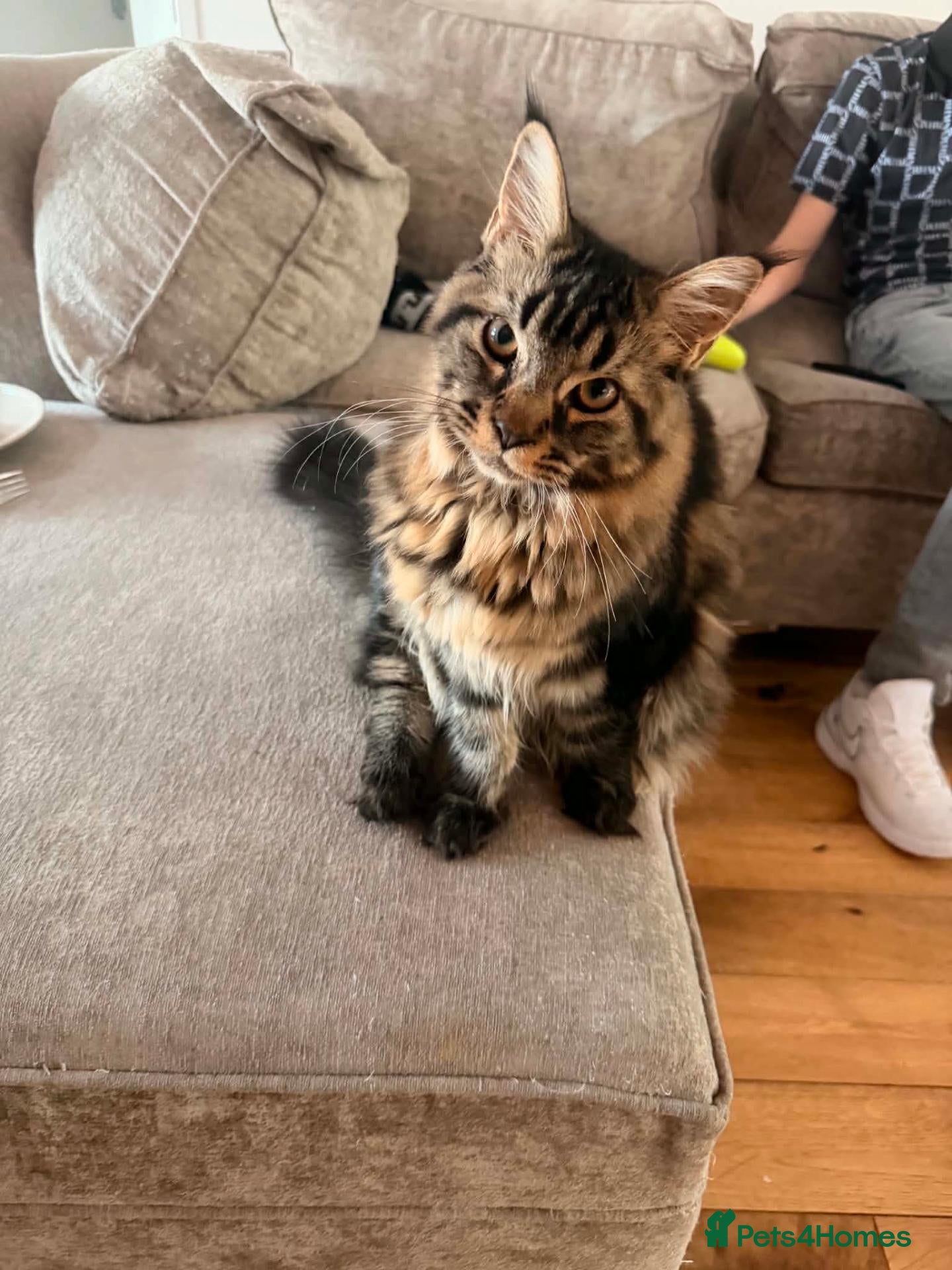 Maine Coon cats Maine coon Kitten ready now  - Advert 15