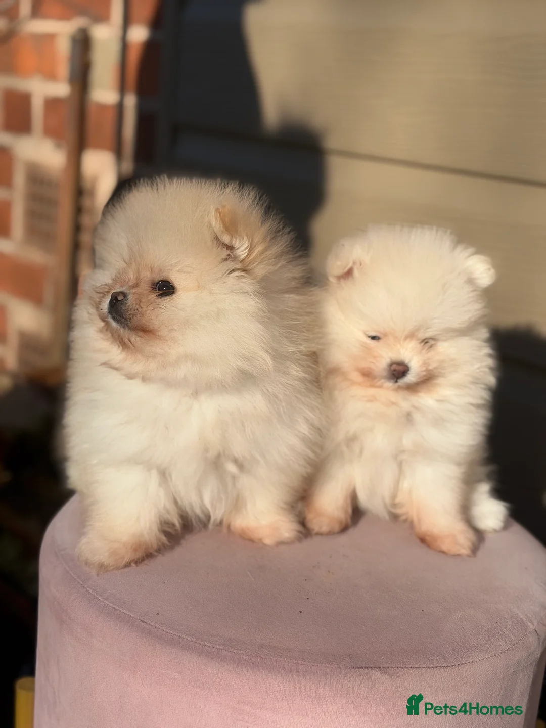 Pomeranian dogs for sale: Beautiful Purebred Pomeranian Puppies - Advert 38