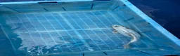Koi Carp fish for sale: Koi carp - Advert 6