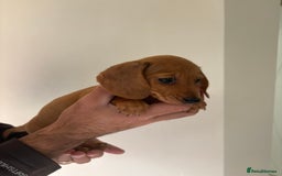 Miniature Dachshund dogs for sale: Gorgeous Long &short haired mini dachshund puppies - Image 19