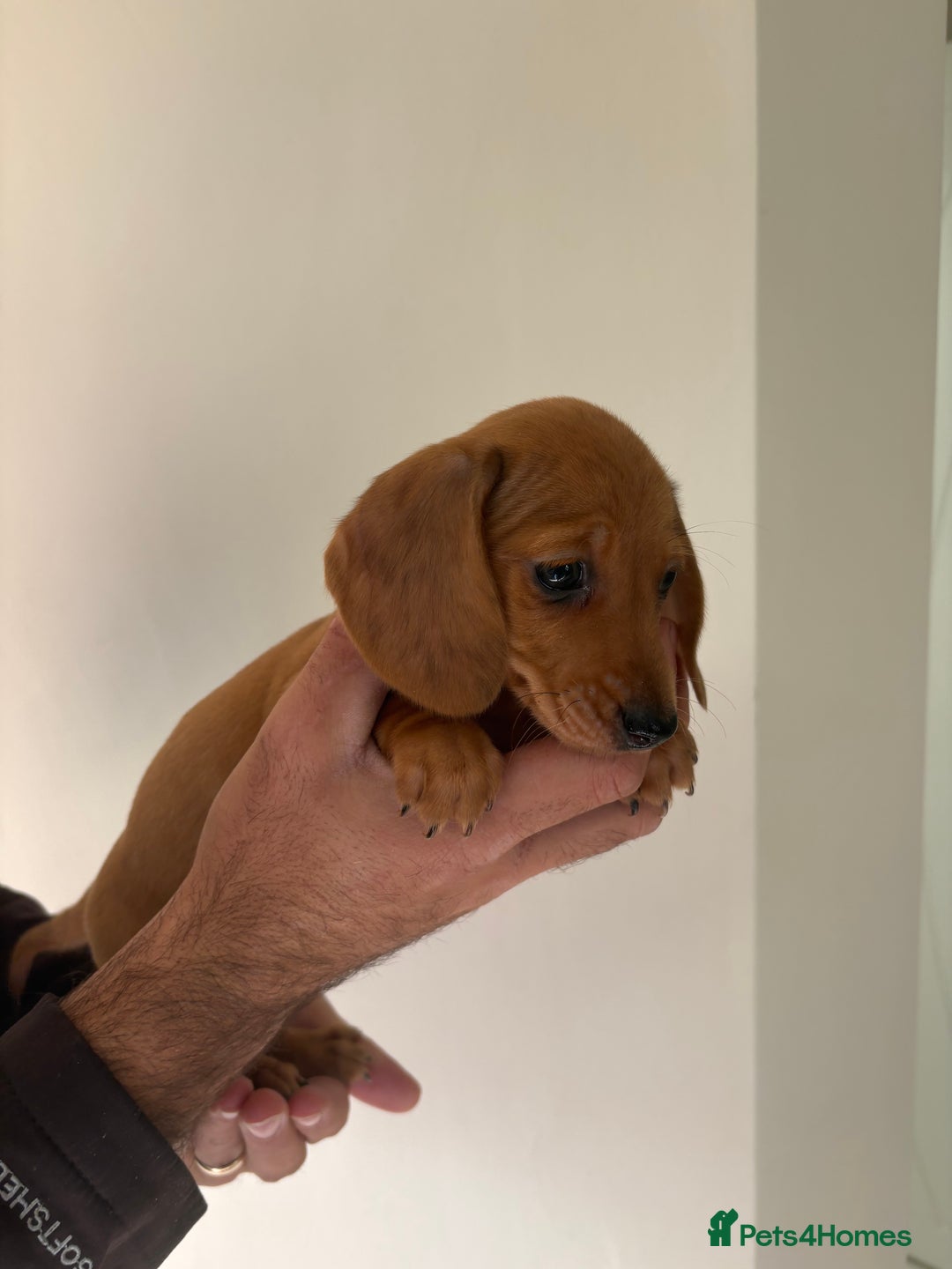 Miniature Dachshund dogs for sale: Gorgeous Long &short haired mini dachshund puppies - Image 19