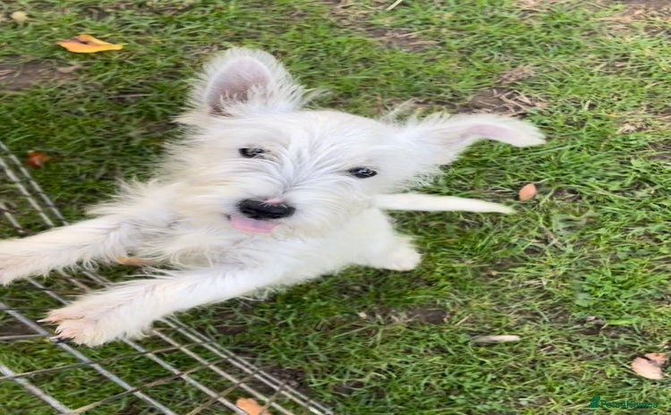 West Highland Terrier dogs - Advert 6