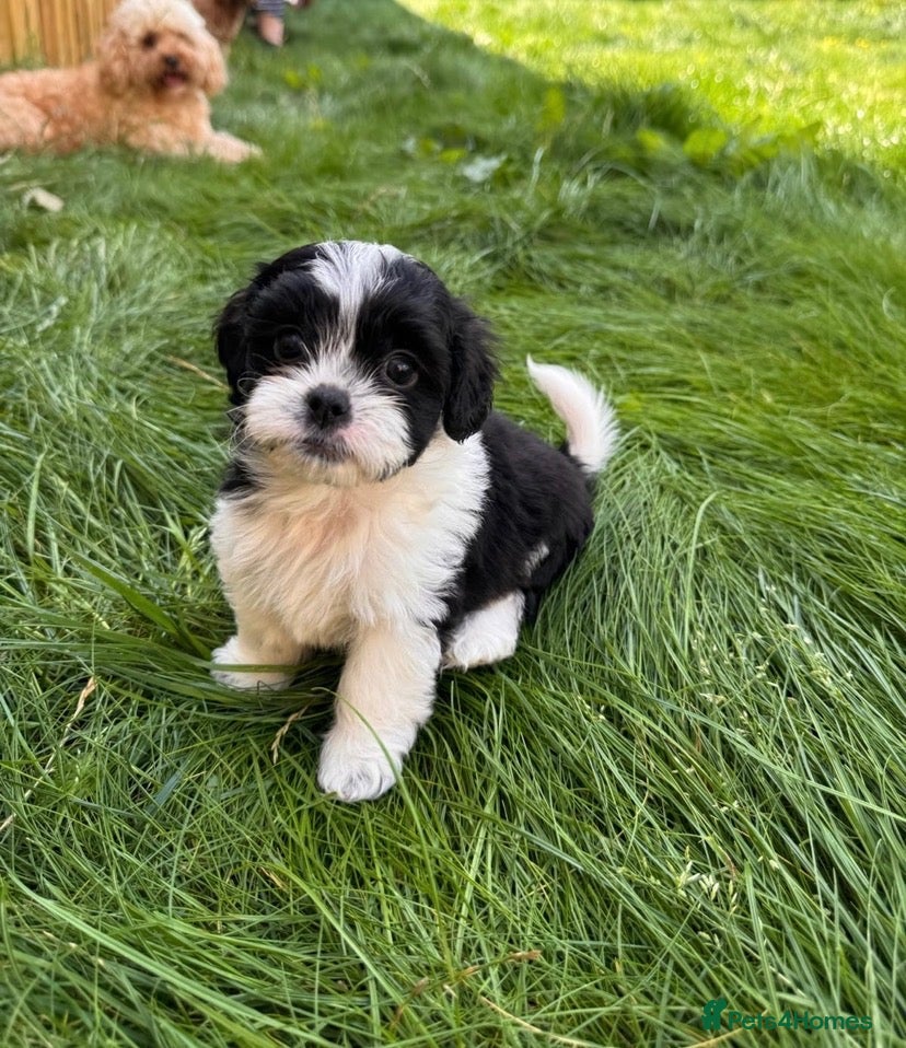 Shihpoo dogs Shihpoo puppies - Advert 1