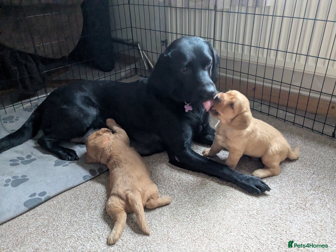 Labradoodle dogs for sale: F1 Miniature Labradoodles  - Advert 9