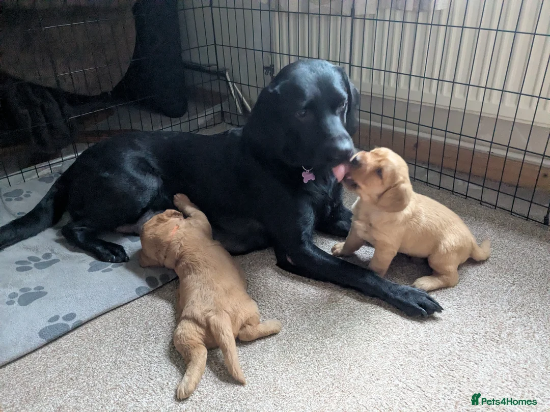 Labradoodle dogs for sale: F1 Miniature Labradoodles  - Advert 9