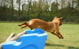 Labrador Retriever dogs for sale: Exceptional Health Tested KC Labrador Puppies - Image 14