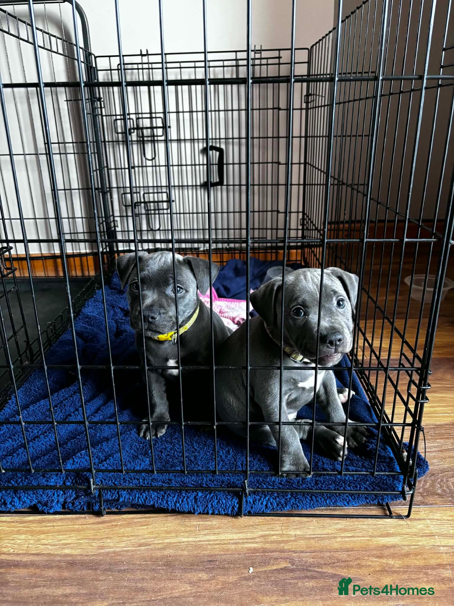 Staffordshire Bull Terrier dogs Blue Staffordshire bull terrier pups - Advert 11