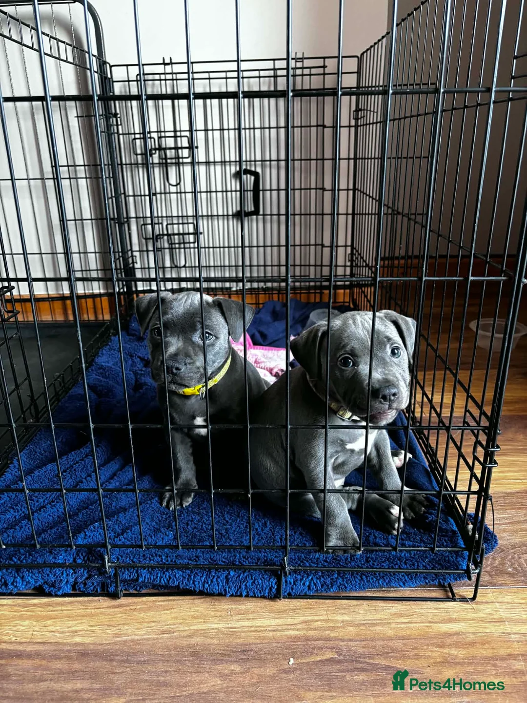 Staffordshire Bull Terrier dogs for sale: Blue Staffordshire bull terrier pups - Advert 1