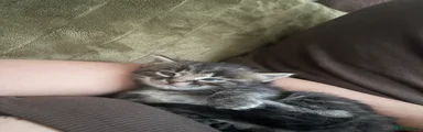 Ragdoll Kitten 6