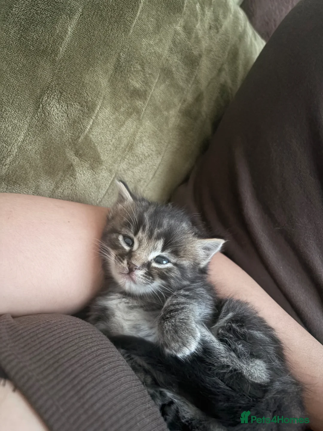 Ragdoll cats for sale: Beautiful Ragdoll x Siberian Kittens - Advert 2