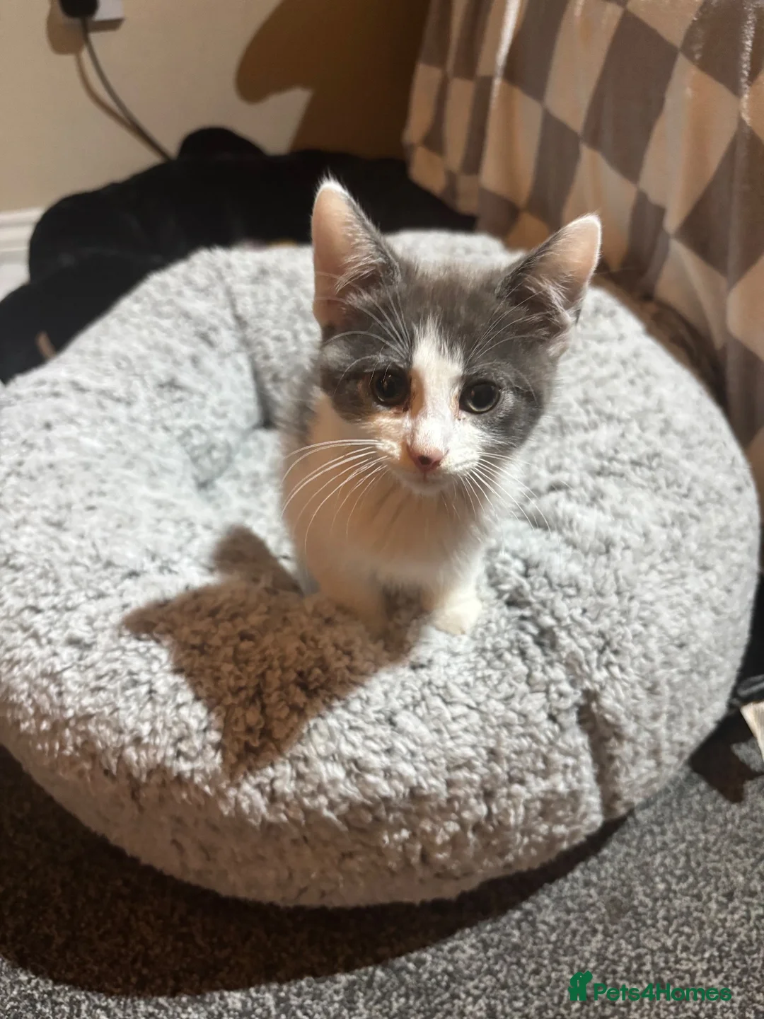 Mixed Breed cats for sale: 3 babies left! - Advert 12