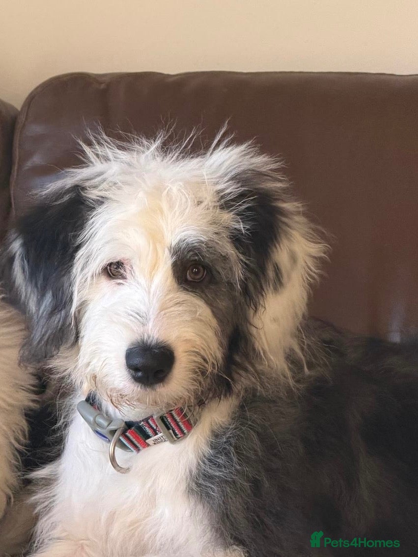 Old English Sheepdog dogs KC Registered Old English Sheepdog puppies - Advert 2