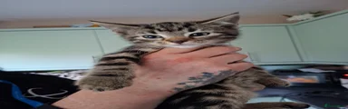 Mixed Breed Kitten 1