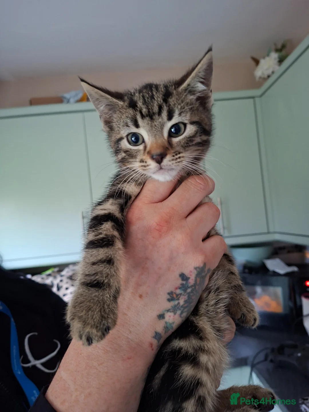 Mixed Breed cats for sale: Kitten for sale - Advert 2