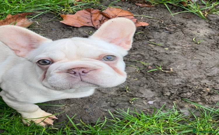 French Bulldog dogs - Advert 10