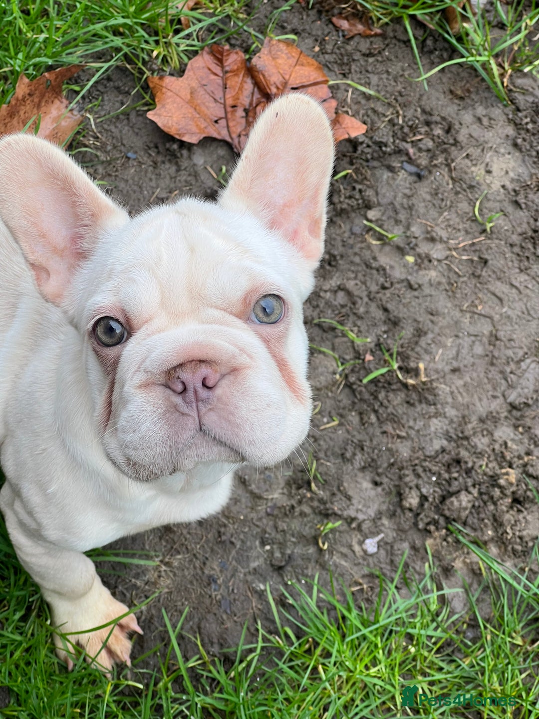 French Bulldog dogs for sale: French bulldog female carrying fluffy Merle   - Image 1