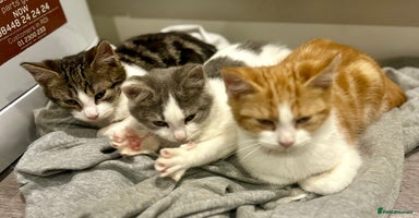 Maine Coon cats - Advert 15