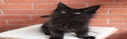Maine Coon cats for sale: 🐾 WildPawzuk TICA Registered Maine Coon Kittens🐾 - Advert 24