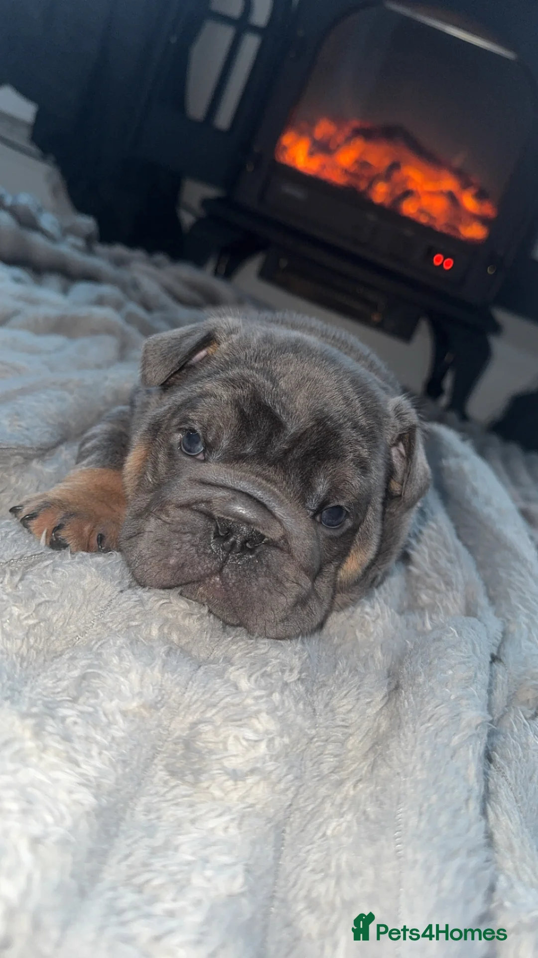 English Bulldog dogs for sale: English bulldogs puppies  - Advert 8