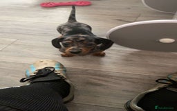 Dachshund dogs for sale: Miniature dachshunds  - Image 9