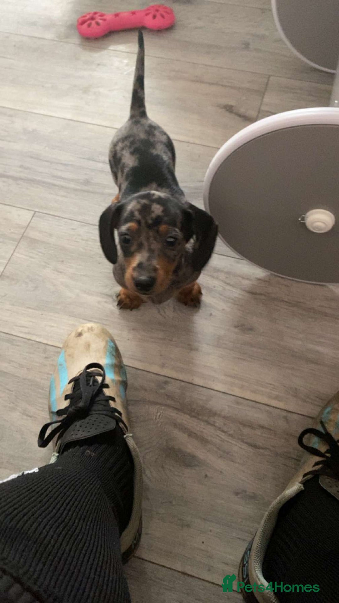 Dachshund dogs for sale: Miniature dachshunds  - Image 9