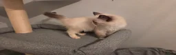 Ragdoll cats for sale: GCCF Ragdoll Kittens - Ready Now (Pet or Active) - Advert 23