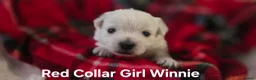 West Highland Terrier dogs for sale: Gorgeous West Highland Terrior Puppies!! - Advert 7