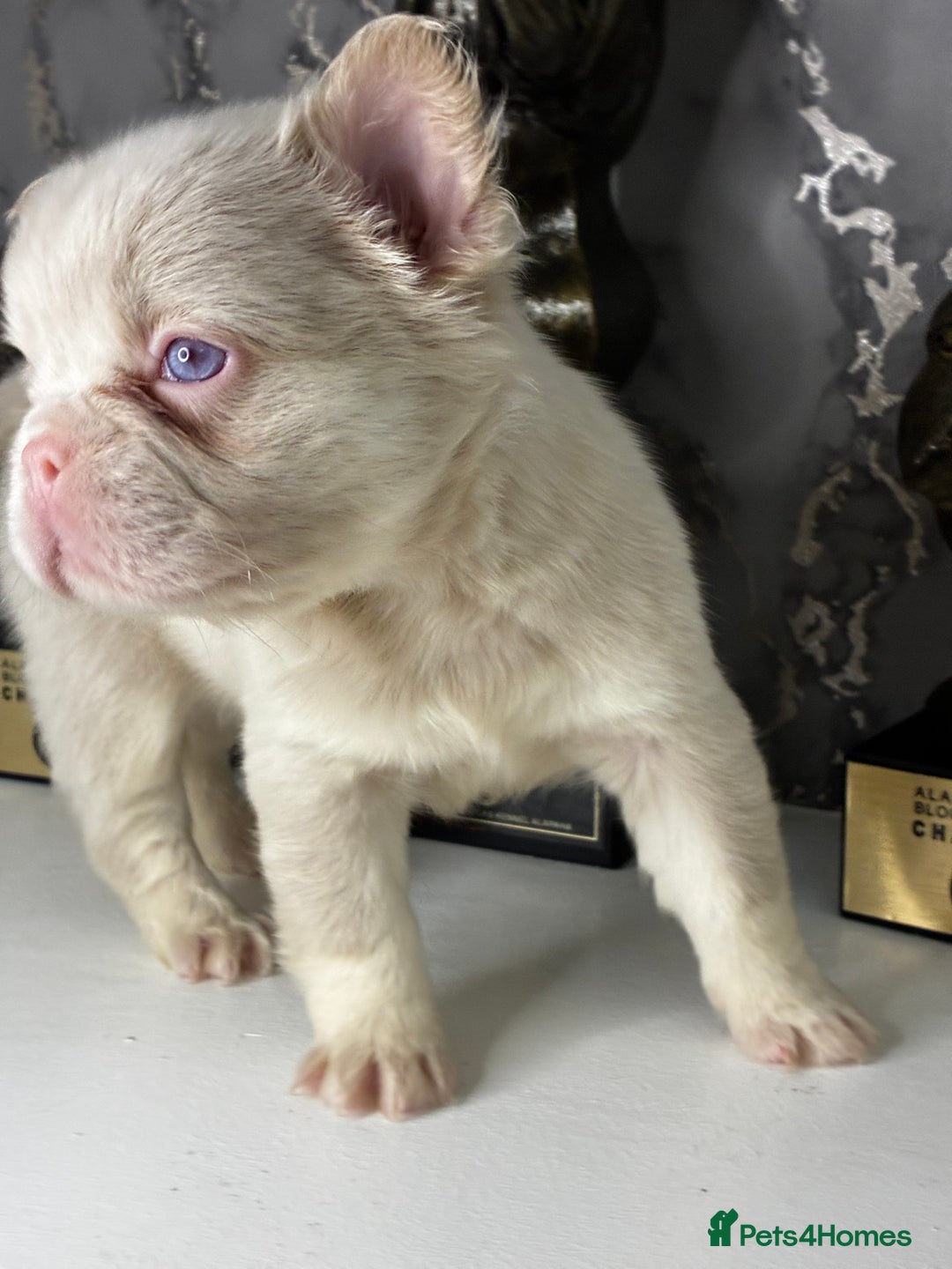 French Bulldog dogs for sale: Fluffy French Bulldogs Visual pink to make you 😉  - Advert 5